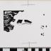 PPM 47479_1