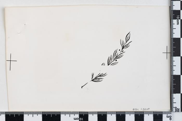 PPM 48407